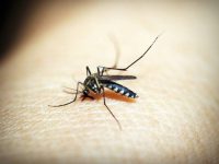 mosquito-da-dengue